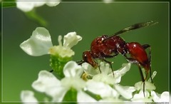 Fustiserphus longiceps