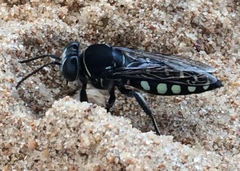 Stictia