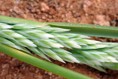 Poa chathamica