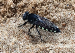 Stictia