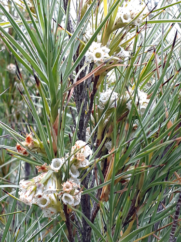 Dracophyllum arboreum Cockayne