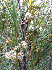Dracophyllum arboreum