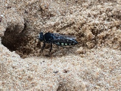 Stictia