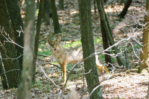 Coyote photographed in Maryland