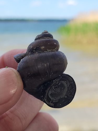 Lister's River-snail