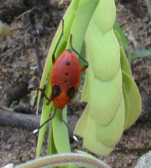 Probergrothius