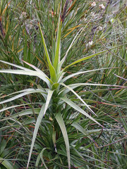 Dracophyllum arboreum