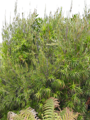 Dracophyllum arboreum