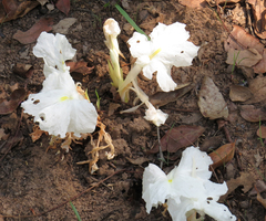Siphonochilus longitubus