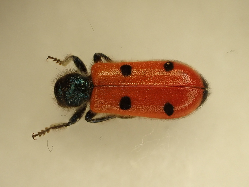Trichodes moghrebicus