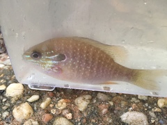 Lepomis marginatus