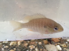 Lepomis marginatus