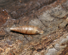 Stigmatica piceata
