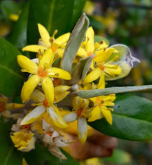 Corokia macrocarpa
