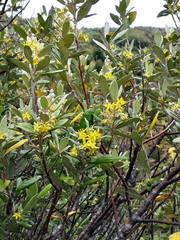 Corokia macrocarpa