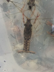 Image of Procambarus bivittatus