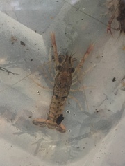 Procambarus bivittatus
