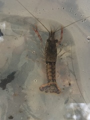 Procambarus bivittatus