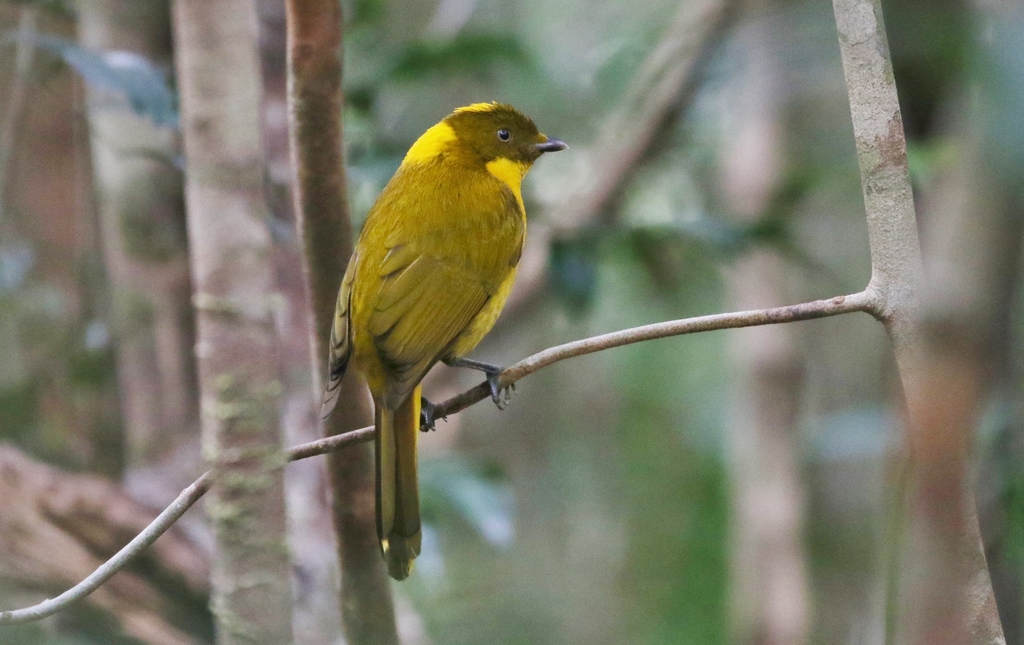 Golden Bowerbird
