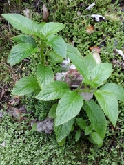 Lobelia physaloides