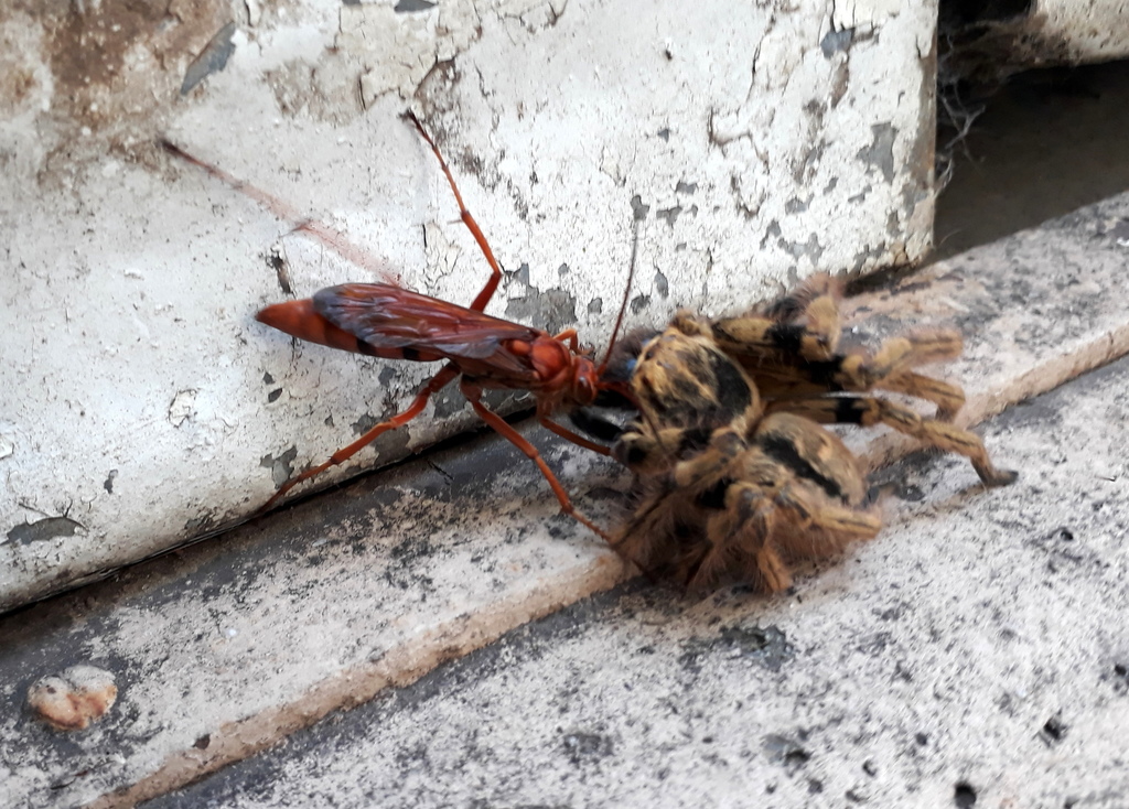 Tachypompilus erubescens