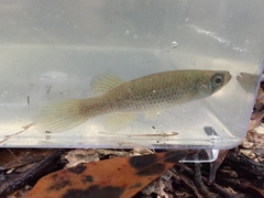 Fundulus escambiae