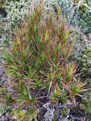 Dracophyllum arboreum