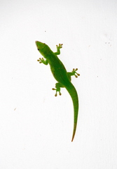 Phelsuma grandis