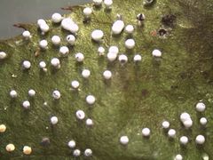 Physarum leucophaeum