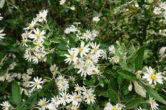Olearia phlogopappa insularis