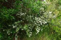 Olearia phlogopappa insularis