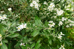 Olearia phlogopappa insularis