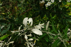 Olearia phlogopappa insularis