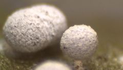 Physarum leucophaeum