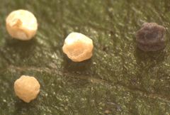 Physarum leucophaeum