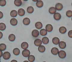 Physarum leucophaeum