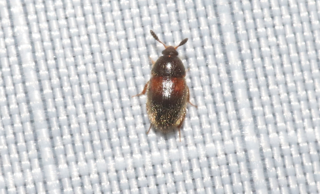 Coloninae