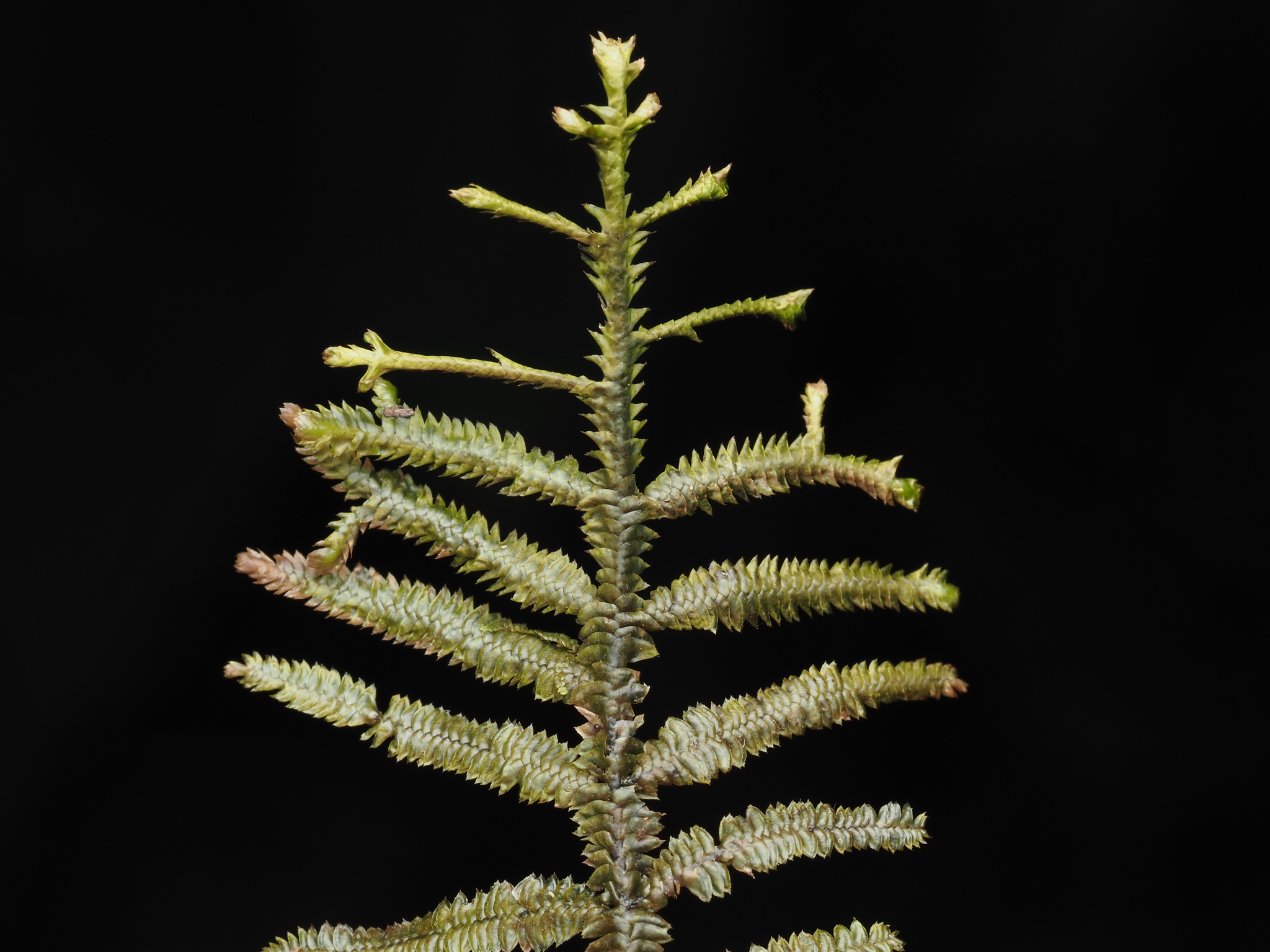 Bryopteris