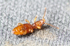 Cryptamorpha desjardinsi