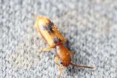 Cryptamorpha desjardinsi