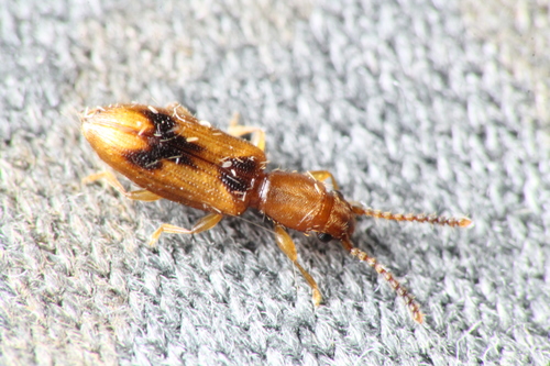 Desjardins's Flat Beetle photo 4