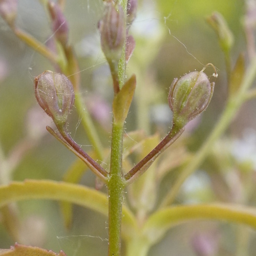 Veronica anagalloides iNat (3)