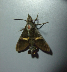 Macroglossum hirundo