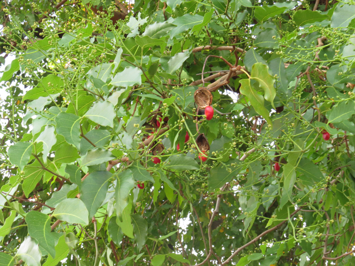 Guibourtia coleosperma
