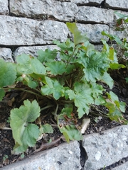 Heuchera maxima