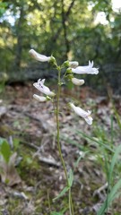 Penstemon oklahomensis
