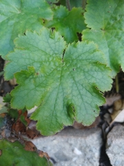 Heuchera maxima