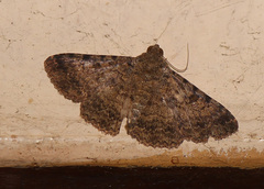 Polydesma boarmoides