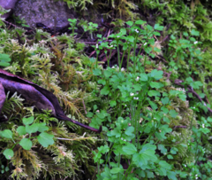 Cardamine oligosperma