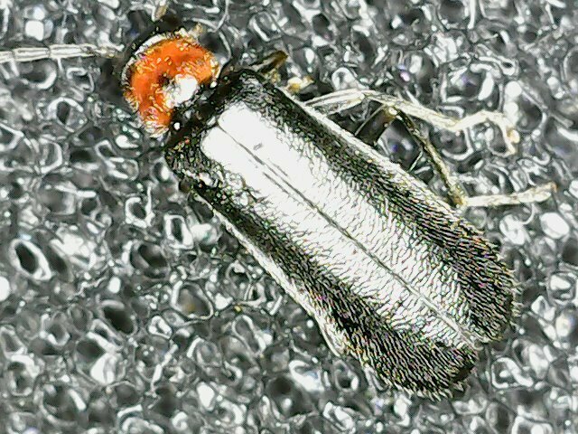 Rhagonycha parvicollis